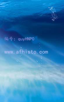 afhisto_s131