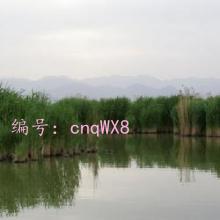 Ȼ